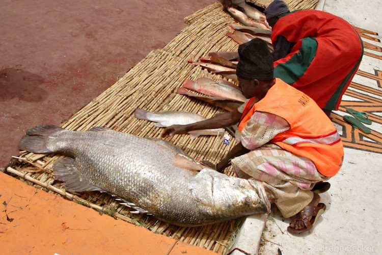 The Argungu International Fishing And Cultural Festival 2020, Kebbi – Nigeria
