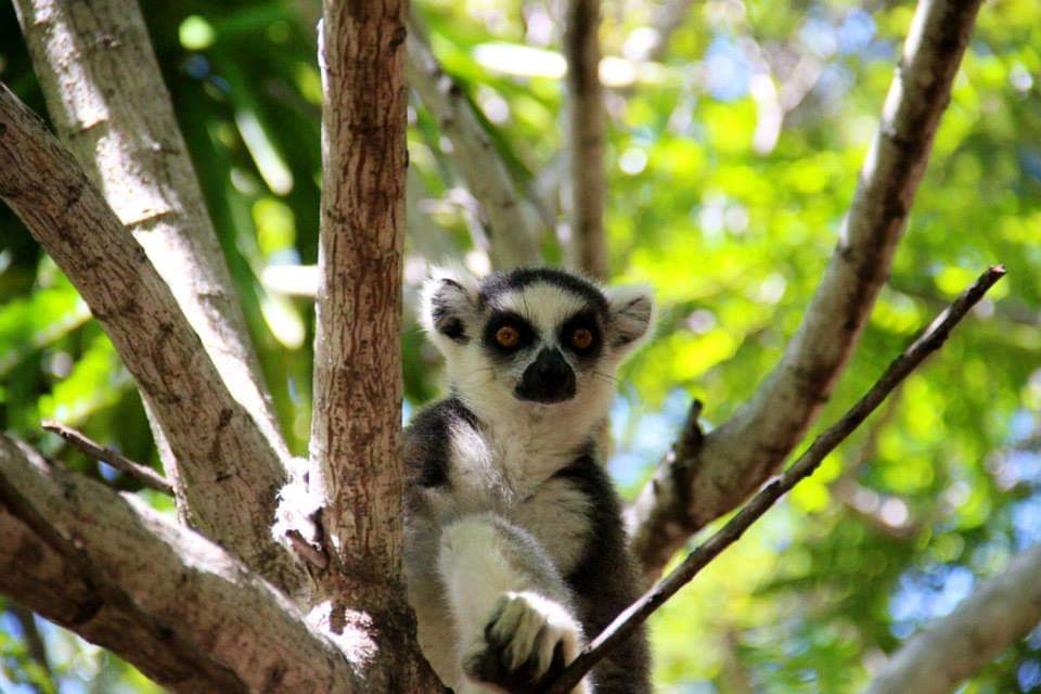 Madagascar Discovers Local Herb For Coronavirus