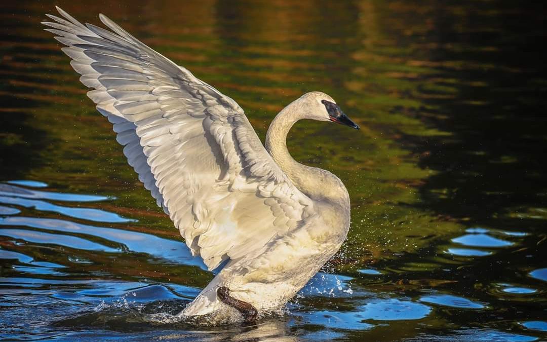 The Trumpeter Swan Returns From The Brink Of Extinction. 