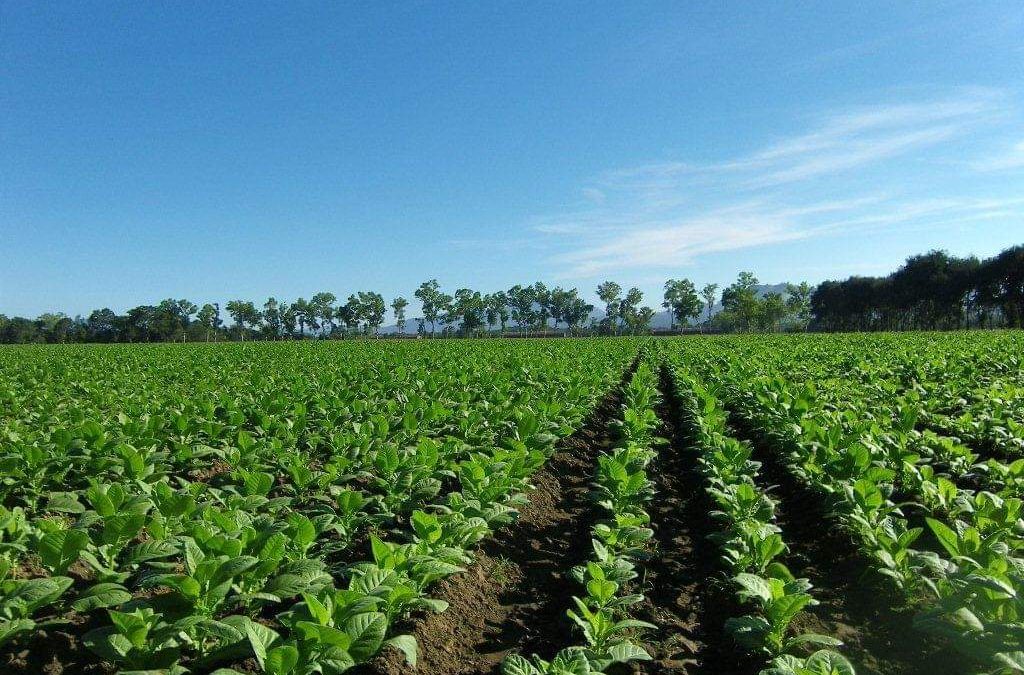 Zimbabwean Farmers Start Selling Tobacco Crop Following Coronavirus Delay