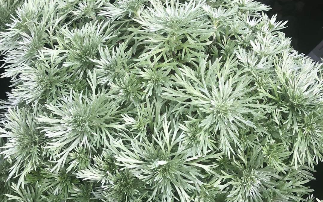 Artemisia | Plant Behind Madagascar’s Purported Virus Cure