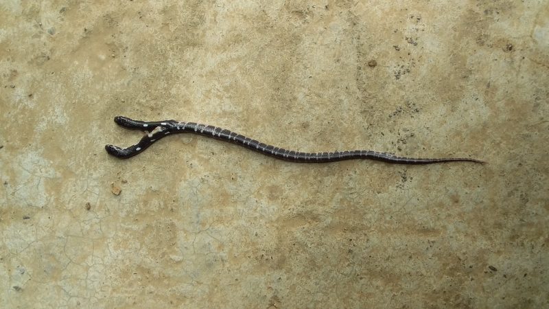 The First Recorded Two-Headed Banded Kukri Snake Discovered In Nepal